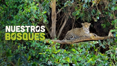 Nuestros bosques